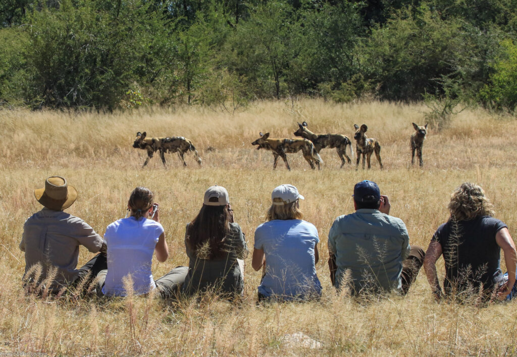 Walking with wild dogs