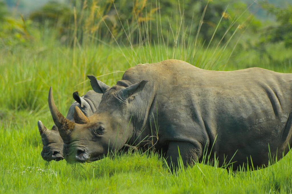 Ziwa-rhino-Sanctuary-Pix