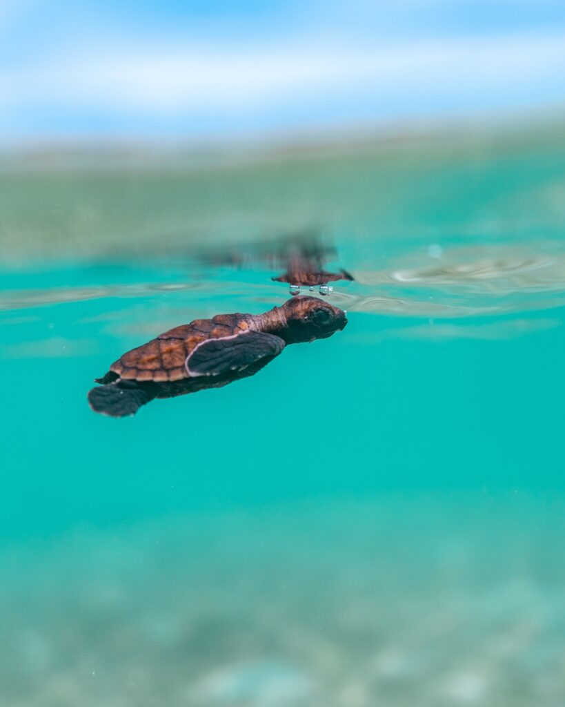 baby-turtle-swimming-Time-Tide-Miavana