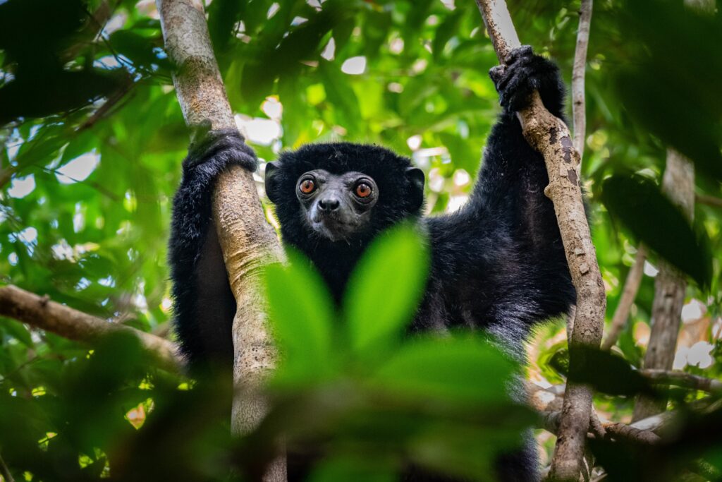 black-lemur-Time-Tide-Miavana